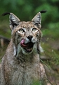 Luchs 2